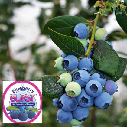 Blueberry Burst P14blubur - Garden Express Australia
