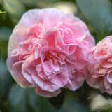 Camellia Debutante Lpocamdte - Garden Express Australia