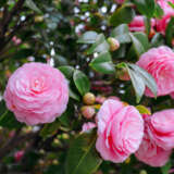 Camellia Eg Waterhouse Lpocamegw - Garden Express Australia