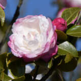 Camellia Pure Silk Lpocampsi - Garden Express Australia