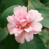 Camellia Rosette Lpocamrst - Garden Express Australia