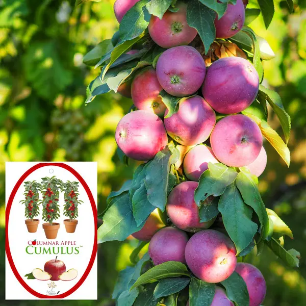 Columnar Apple Cumulus (Pbr)