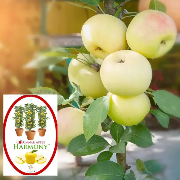 Columnar Apple Harmony