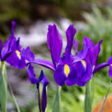 Dutch Iris Discovery Purple 2 Pkdirdpu 2026 - Garden Express Australia