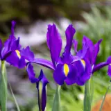 Dutch Iris Discovery Purple 2 Pkdirdpu 2026 - Garden Express Australia