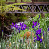 Dutch Iris Discovery Purple Dutch Iris Discovery Purple