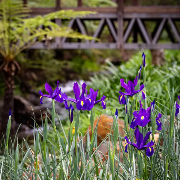 Dutch Iris Discovery Purple