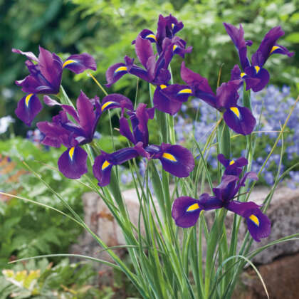 Dutch Iris Discovery Purple Pkdirdpu - Garden Express Australia