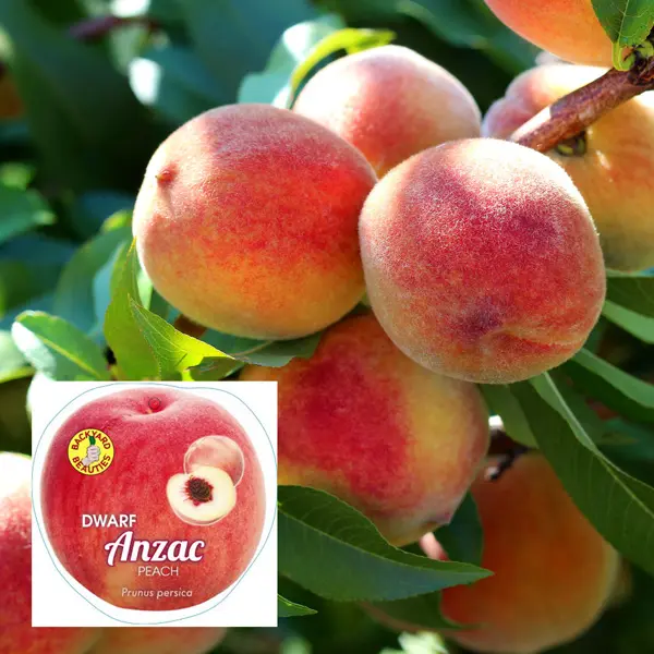 Dwarf Peach Anzac