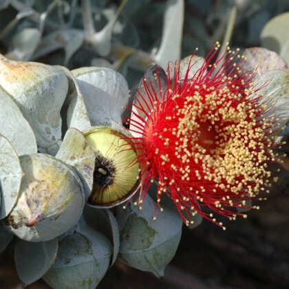 Eucalyptus Macrocarpa By Murray Fagg Via Wiki P14eucmac - Garden Express Australia
