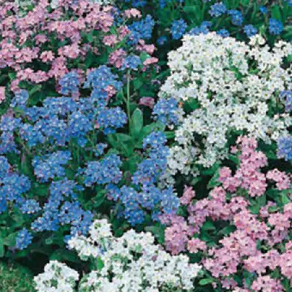 Seed – Forget Me Not Mix