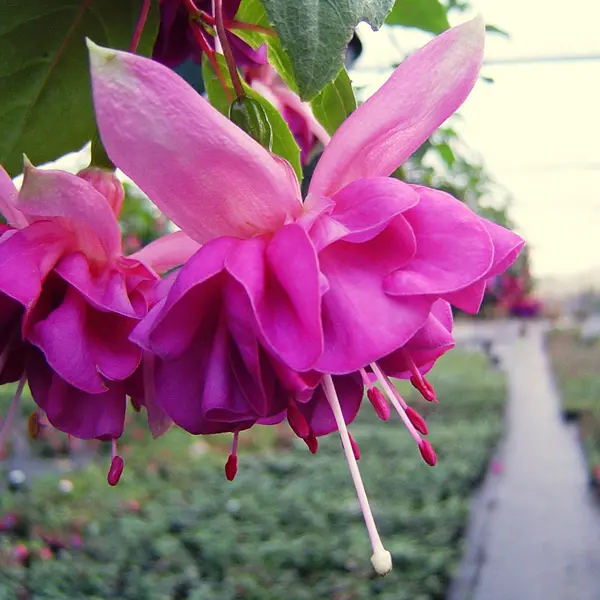 Fuchsia Break Of Day