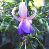 Fuchsia Carmel Blue P10fuccbl - Garden Express Australia