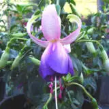 Fuchsia Carmel Blue P10fuccbl - Garden Express Australia