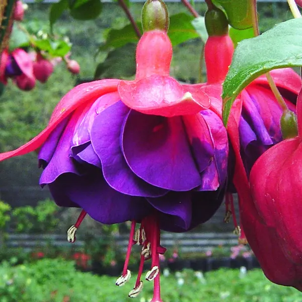 Fuchsia David George