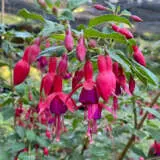 Fuchsia Flynn P10fucfly - Garden Express Australia