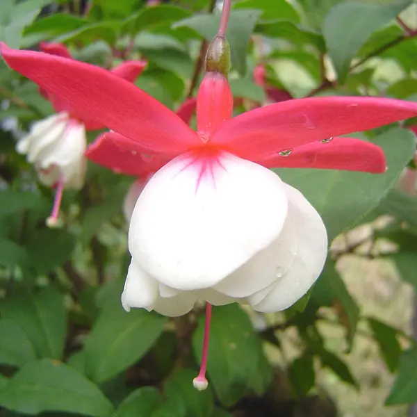 Fuchsia Hutchisons Centenary