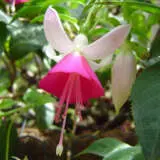Fuchsia Joy Patmore P10fucjpa - Garden Express Australia