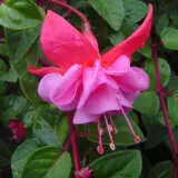 Fuchsia La Rosita P10fuclro - Garden Express Australia