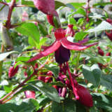 Fuchsia Melanie Louise P10fucmlo - Garden Express Australia