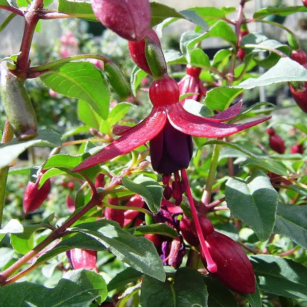 Fuchsia Melanie Louise Fuchsia Melanie Louise