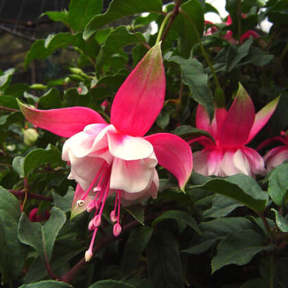 Fuchsia Patio Princess - Garden Express
