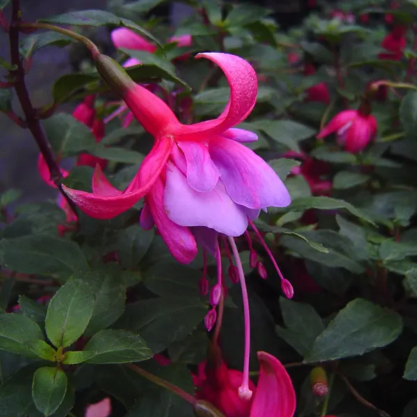 Fuchsia Ringwood Market