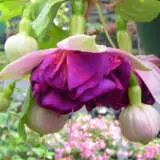 Fuchsia Santa Clara P10fucscl - Garden Express Australia