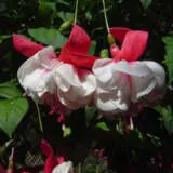Fuchsia Swingtime P10fucswt - Garden Express Australia