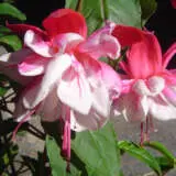 Fuchsia Weald View Cabaret P10fucwcb - Garden Express Australia