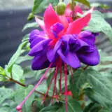 Fuchsia Winston Churchill P10fucwch - Garden Express Australia