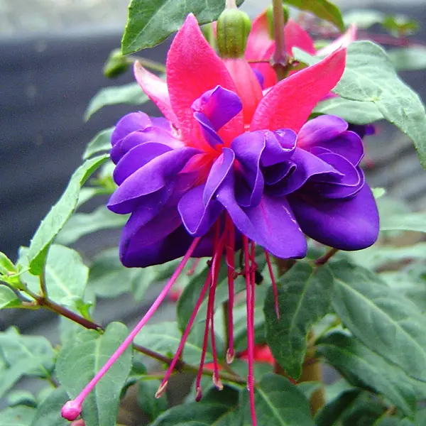 Fuchsia Winston Churchill Fuchsia Winston Churchill
