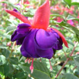 Fuchsia Wonder Violet P10fucwvi - Garden Express Australia