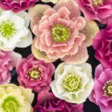 Hellebore Double Pastel Mixed P75heldpm - Garden Express Australia