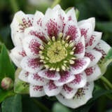 Hellebore Double White Spotted