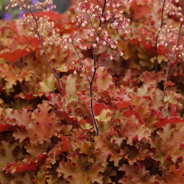 Heuchera Orangeberry