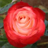 Joy Of Life Roshjol - Garden Express Australia