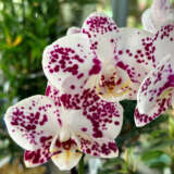 Orchid Phalaenopsis Single Stem Spotted Purple White P68ophssspw - Garden Express Australia
