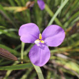 Patersonia Native Iris P14patnir - Garden Express Australia