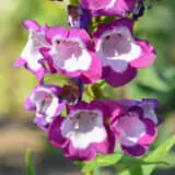 Penstemon Pensham Czar P75penpcz - Garden Express Australia