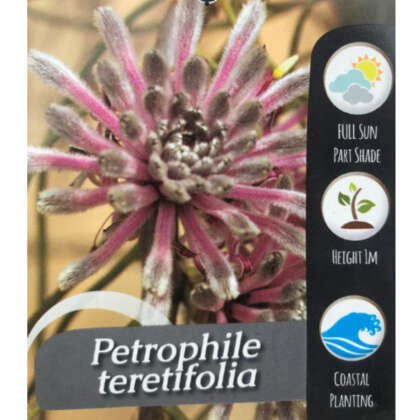 Petrophile Teretifolia P14petter - Garden Express Australia
