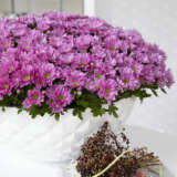 Pot Chrysanthemum Breeze Rosy P10pchbrs - Garden Express Australia