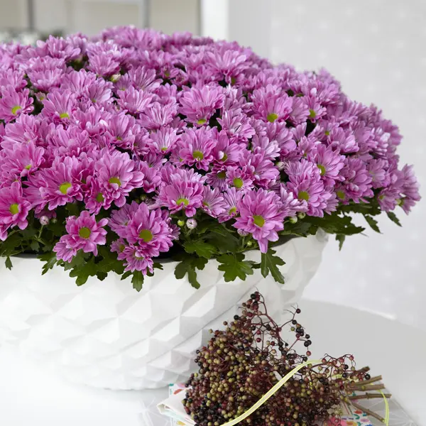 Pot Mum Chrysanthemum Breeze Collection 1 Pot Mum Chrysanthemum Breeze Collection 1