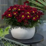 Pot Mum Chrysanthemum Breeze Collection 1 Pot Mum Chrysanthemum Breeze Collection 1