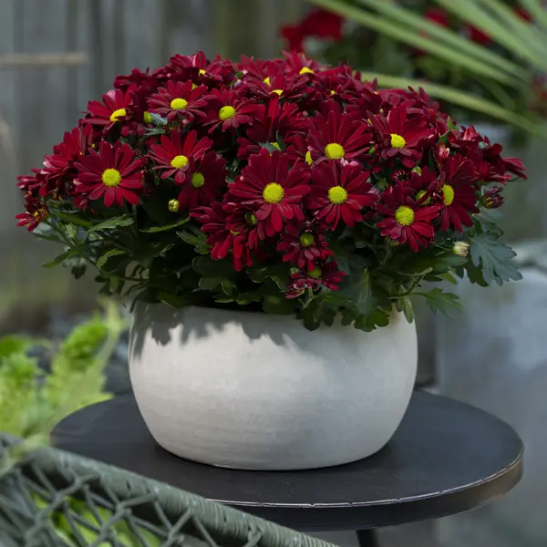Pot Mum Chrysanthemum Breeze Collection 1 Pot Mum Chrysanthemum Breeze Collection 1
