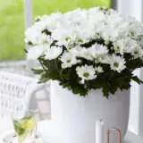 Pot Mum Chrysanthemum Breeze Collection 1 Pot Mum Chrysanthemum Breeze Collection 1