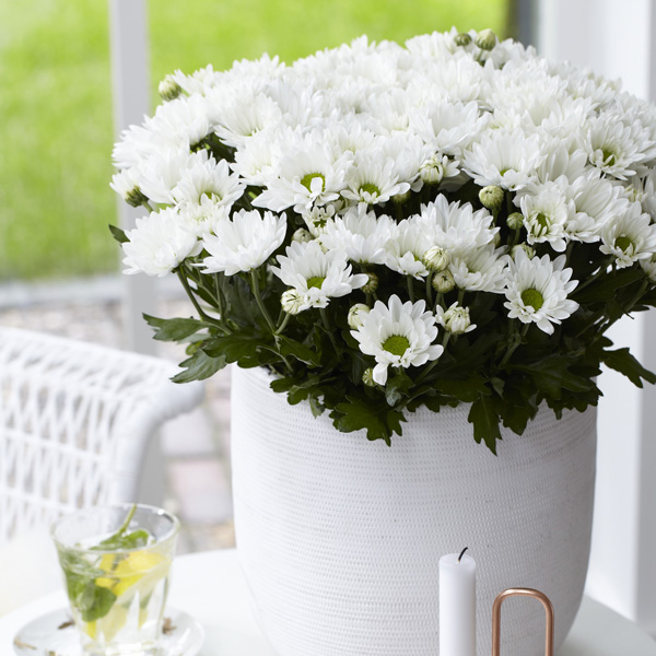 Pot Chrysanthemum – Breeze Snow
