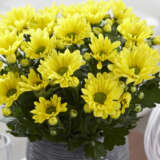 Pot Chrysanthemum Breeze Yellow P10pchbye - Garden Express Australia