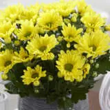 Pot Mum Chrysanthemum Breeze Collection 1 Pot Mum Chrysanthemum Breeze Collection 1