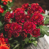 Pot Chrysanthemum Chrystal Red P10pchcrd - Garden Express Australia